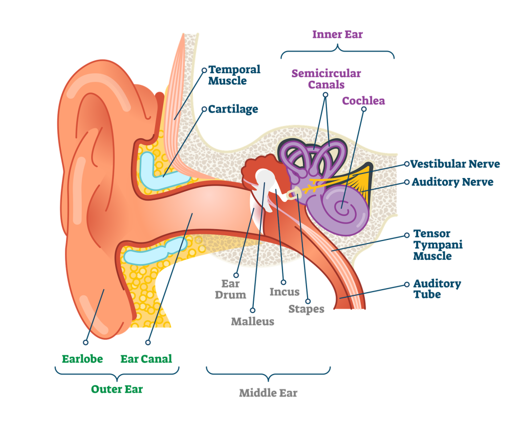 Vestibular Rehabilitation Therapy in Dearborn, MI